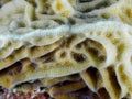 Closeup of Bleached Star Coral Royalty Free Stock Photo