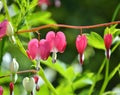 Bleeding hearts flowers