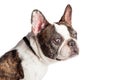 Closeup Blind Profile French Bulldog