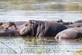 Closeup of a bloat of hippos in the lake