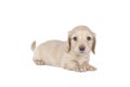 Closeup of a blonde longhaired wire-haired Dachshund dog isolated on a white background