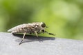 Closeup of a blood sucking fly