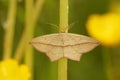 Closeup on a Blood-vein geometer moth, Timandra comae with spread wings in the vegetation