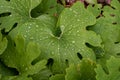 Closeup of Bloodroot plant leaves