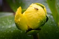 a bloom of an aquatic Spatterdock