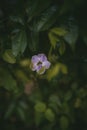 Closeup of a bloomed, velvet and white asystasia flower in front of green leaves