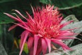 Closeup of blooming Aechmea flower in the garden