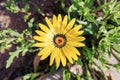 Closeup of Blooming African Daisy (Dimorphotheca sinuata