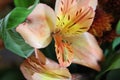 Closeup of blooming Alstroemeria with green leaves Royalty Free Stock Photo