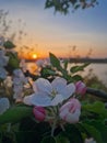 Closeup blooming apple tree buds with pink flowers and fresh green leaves against beautiful sunset background Royalty Free Stock Photo