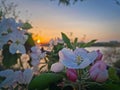 Closeup blooming apple tree buds with pink flowers and fresh green leaves against beautiful sunset background Royalty Free Stock Photo