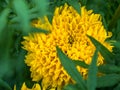 A Closeup blooming asia marigold flowers in the garden Royalty Free Stock Photo