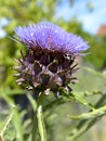 Blooming blue artichoke