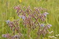 Closeup of blooming Borago officinalis flowers in blurred background