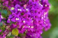 Closeup of blooming Bougainvillea bush, nature background, summer flowers