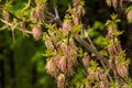 Closeup blooming branches of Acer negundo Royalty Free Stock Photo