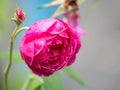 Closeup blooming and budding pink rose Royalty Free Stock Photo