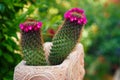 Closeup blooming cactus plant on a blurred garden background.