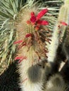 California Buckeye flower