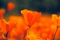Closeup of blooming California poppy (Eschscholzia californica)