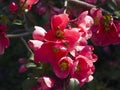 Closeup of blooming Chaenomeles japonica Maule`s quince