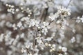 Closeup of blooming cherry plum branches. White myrobalan tree blossoms and buds. Floral blurred background, selective Royalty Free Stock Photo