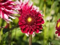 Closeup of a blooming colorful dark red and yellow Pompon Dahlia flower-bud Royalty Free Stock Photo