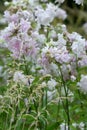 Blooming common soapwort, Saponaria officinalis Royalty Free Stock Photo