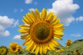 Closeup of the blooming common sunflower with the cute little bee on it against the blue sky Royalty Free Stock Photo