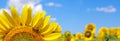 Closeup of the blooming common sunflower with the cute little bee on it against the blue sky. Web banner with copy space Royalty Free Stock Photo