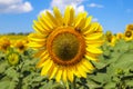 Closeup of the blooming common sunflower with the cute little bee on it on the agricultural field Royalty Free Stock Photo