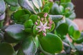 Closeup of blooming Crassula Ovata in early spring.