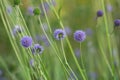 Blooming devil`s-bit scabious, Succisa pratensis