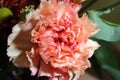 Closeup of blooming Dianthus caryophyllus flower