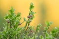 Blooming european blueberry, Vaccinium myrtillus plant Royalty Free Stock Photo