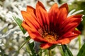 Closeup of a blooming flower with bright red petals. Red-orange flower on a blurred natural background. Royalty Free Stock Photo