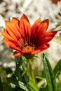 Closeup of a blooming flower with bright red petals. Red-orange flower on a blurred natural background. Royalty Free Stock Photo