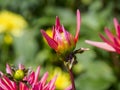 Closeup of a blooming flower bud of a pink multicolored spiky Semi-Cactus Dahlia Royalty Free Stock Photo