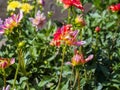 Closeup of blooming flower buds of multicolored spiky Semi-Cactus Dahlias Royalty Free Stock Photo