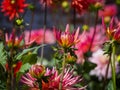 Closeup of blooming flower buds of multicolored spiky Semi-Cactus Dahlias Royalty Free Stock Photo