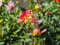 Closeup of blooming flower buds of multicolored spiky Semi-Cactus Dahlias Royalty Free Stock Photo