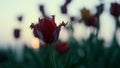 Closeup blooming flower silhouette in sunset background. Beautiful red tulip bud Royalty Free Stock Photo