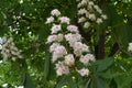 Closeup of blooming flowers on a branch of wild chestnut, Castanea, sometimes called horse chestnut, buckeie, conker tree, or Span