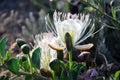 Closeup. Blooming flowers of caper shrub capparis spinosa. The caper bush known also as Flinders rose, flower, edible flower Royalty Free Stock Photo