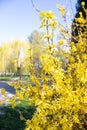 Closeup of blooming forsythia - beautiful yellow flowers against blue sky background. Spring season and allergy concept Royalty Free Stock Photo