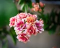 Closeup of blooming Geranium