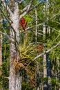 Closeup of a Blooming Giant Cardinal Airplant