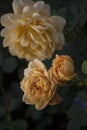 Blooming Golden Celebration Rose