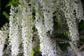 Closeup blooming hanging white wisteria flowers in Ashikaga flower park, japan