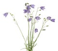 Blooming harebells, Campanula rotundifolia isolated on white background